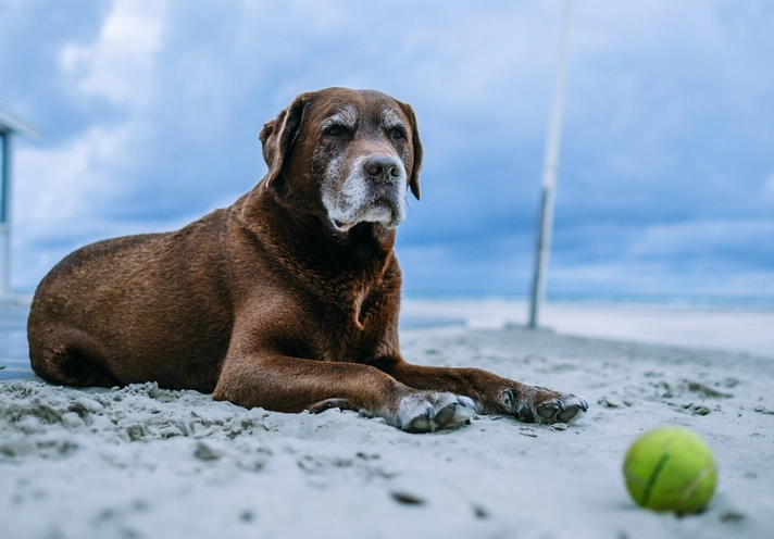 senior dog dementia treatment
