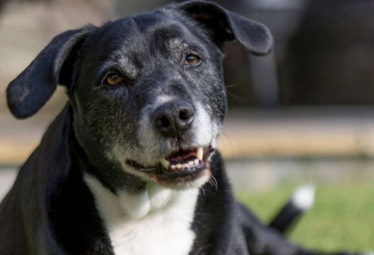 cat harness training