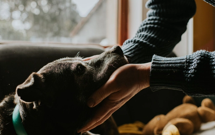 canine cognitive dysfunction