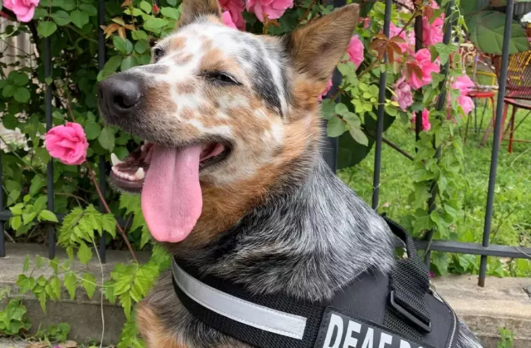 dog deafness symptoms