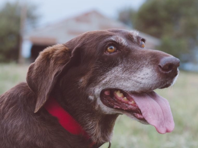 is it safe to walk a cat