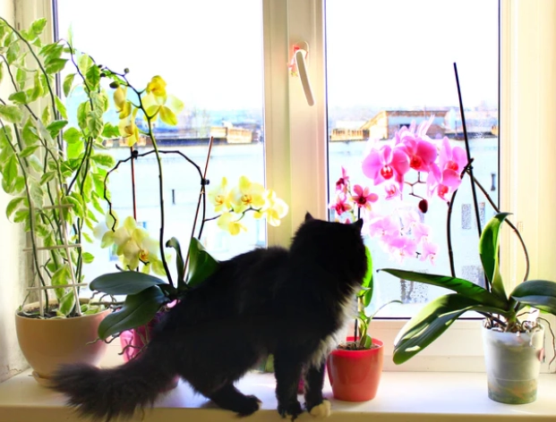 safe plants for cats and dogs