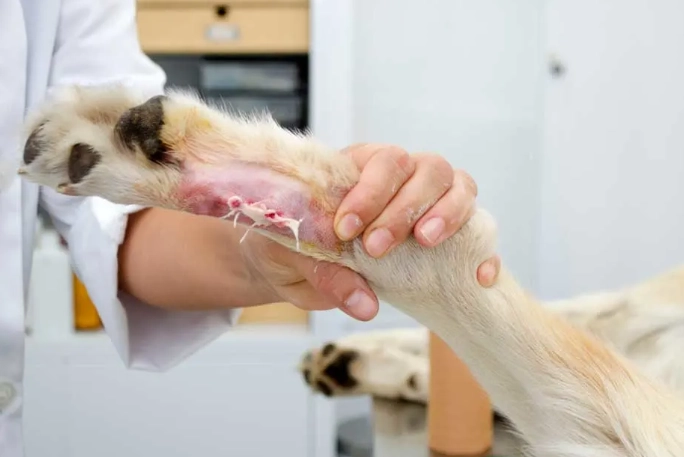 dog dewclaw surgery