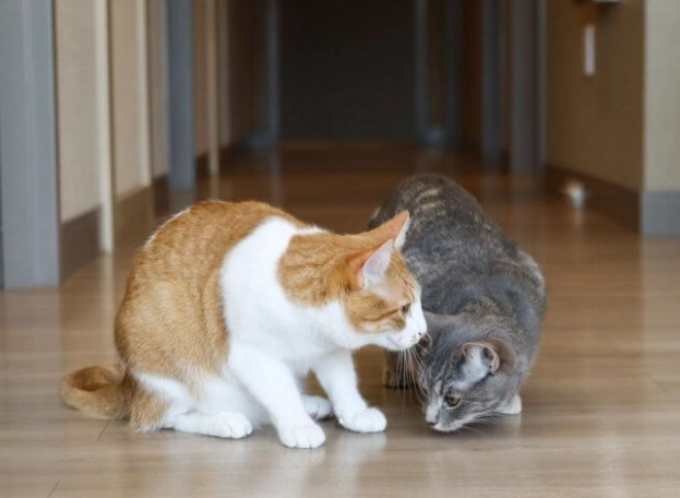 cat behavior problems