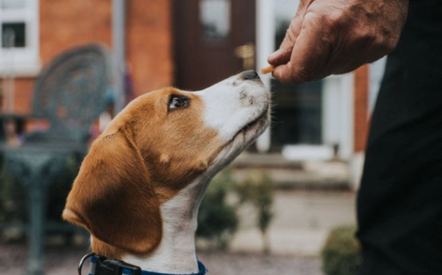 how to train a dog with treats