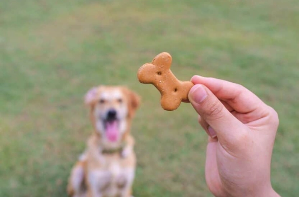 dog treat training