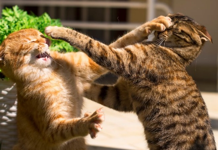 cat behavior problems