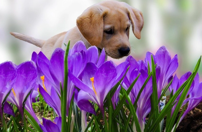 non toxic flowers for pets