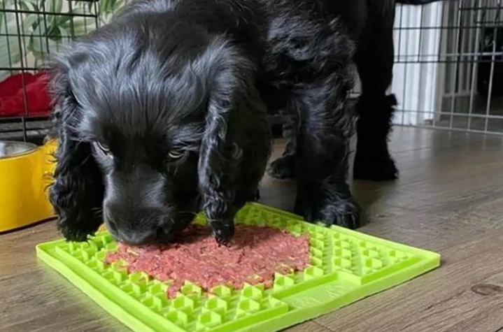 dog guarding baby dog guarding baby
