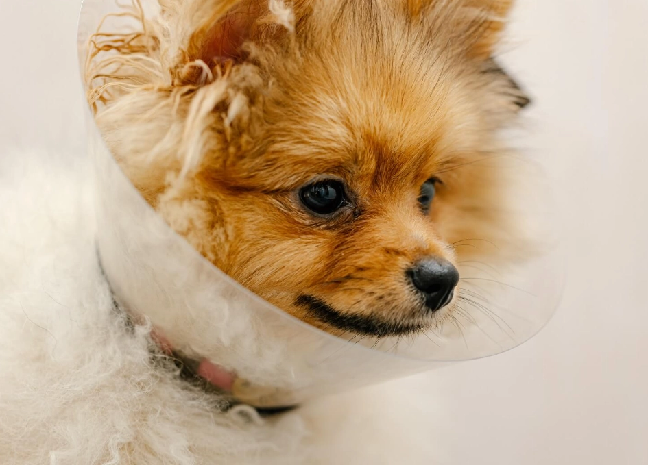 dog cone alternatives dog cone alternatives