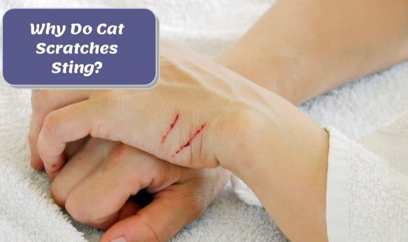 heal cat scratches heal cat scratches