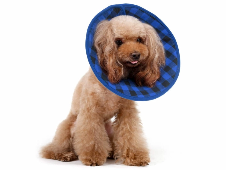T-shirt instead of cone for dog