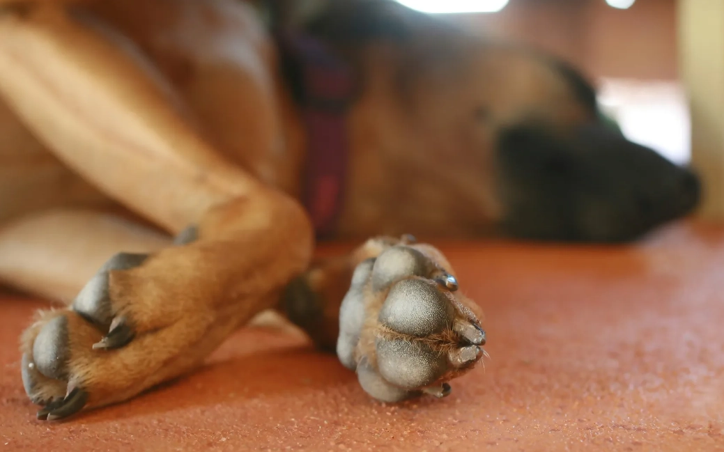 dog paw care dog paw care