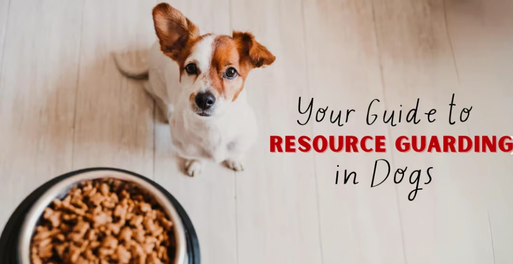 dog resource guarding causes dog resource guarding causes
