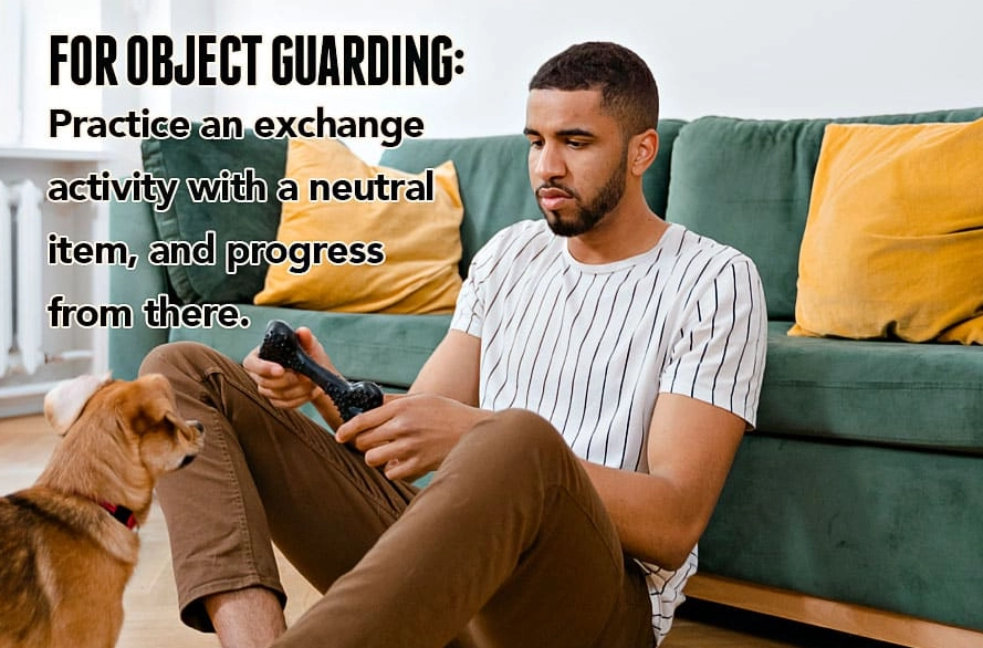 dog resource guarding causes dog resource guarding causes