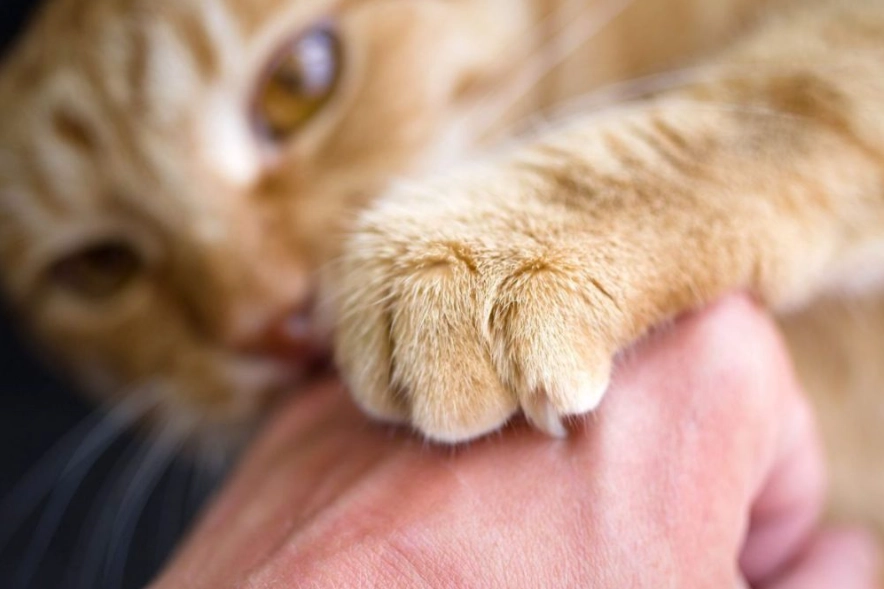 heal cat scratches