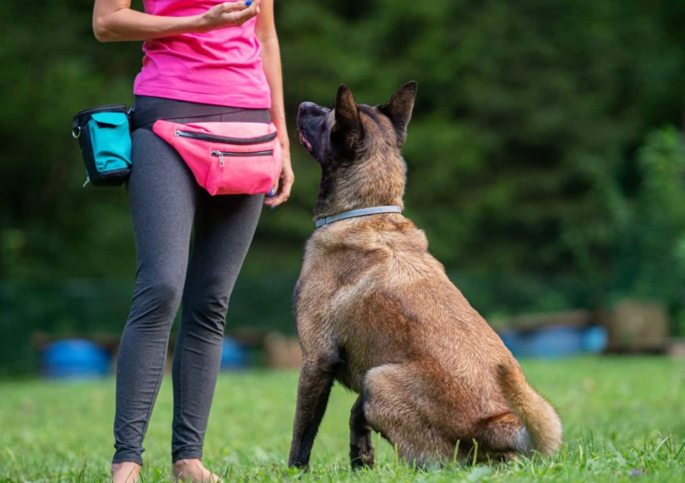 how to stop resource guarding in dogs how to stop resource guarding in dogs