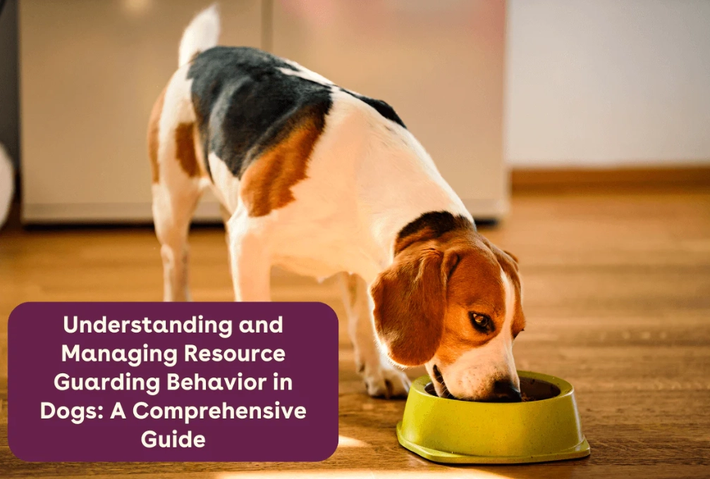 professional dog trainer for aggression professional dog trainer for aggression