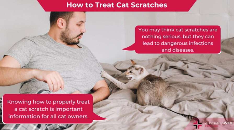 cat scratch infection cat scratch infection