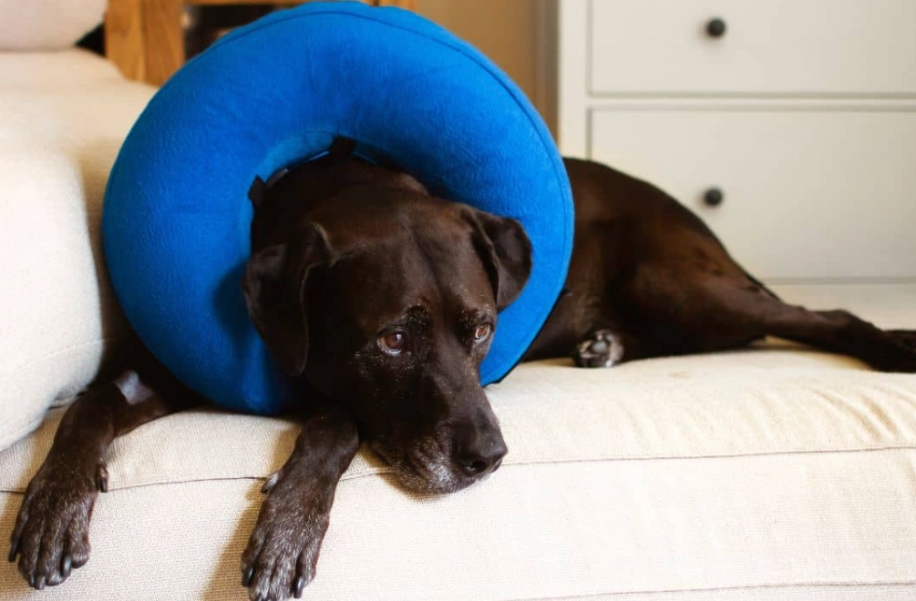 Neck Pillow as Dog Cone: A Vet's Honest Review & Safer Alternatives