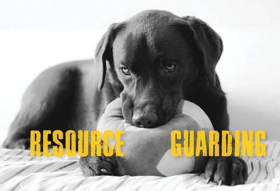 professional dog trainer for aggression professional dog trainer for aggression