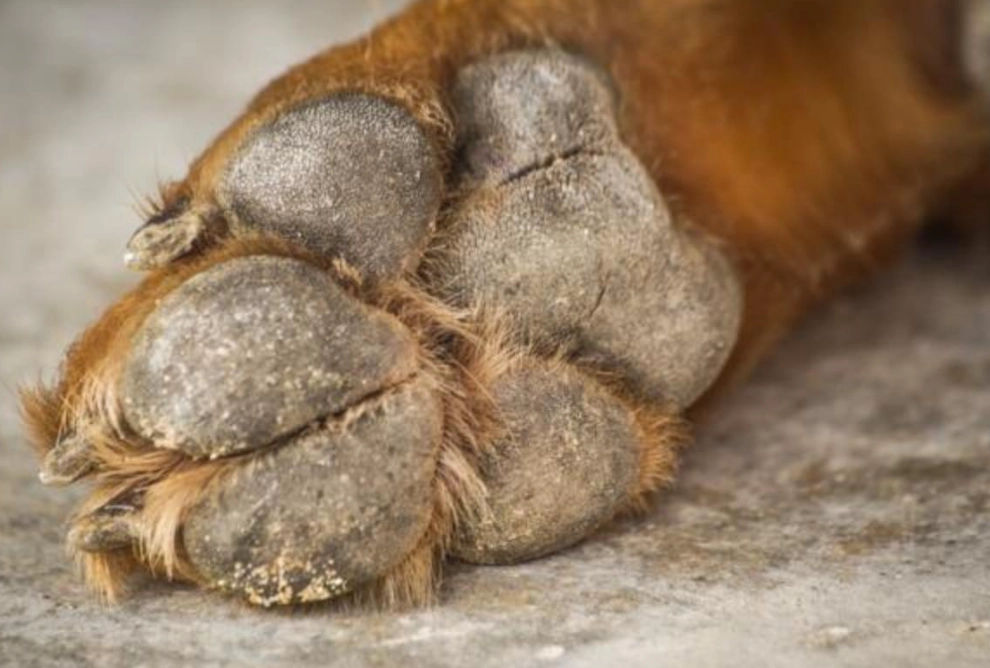 cracked paw pads cracked paw pads