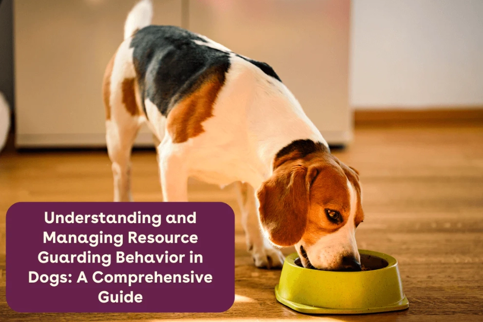dog resource guarding dog resource guarding