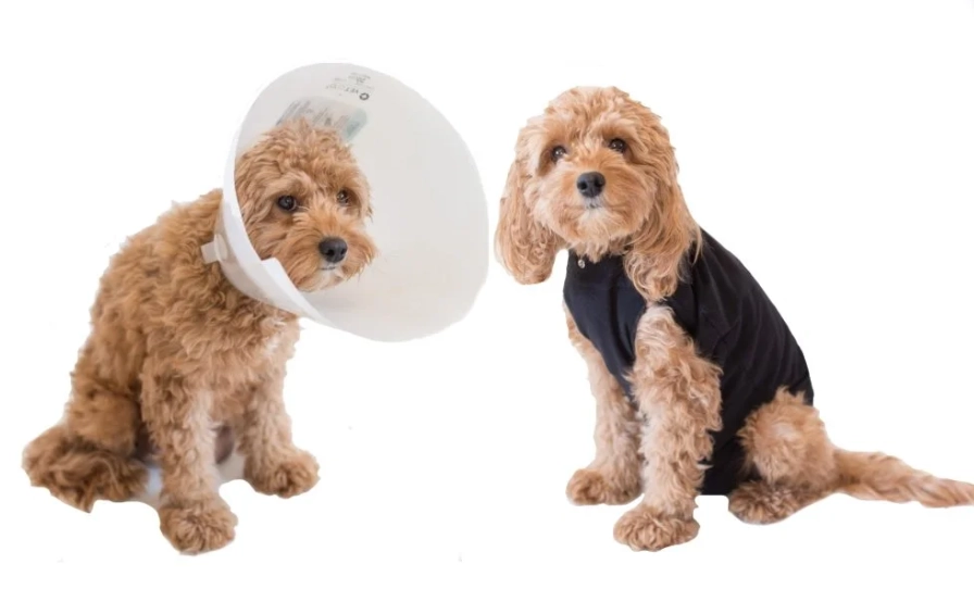dog cone alternative dog cone alternative