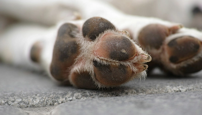 dog paw pad injury