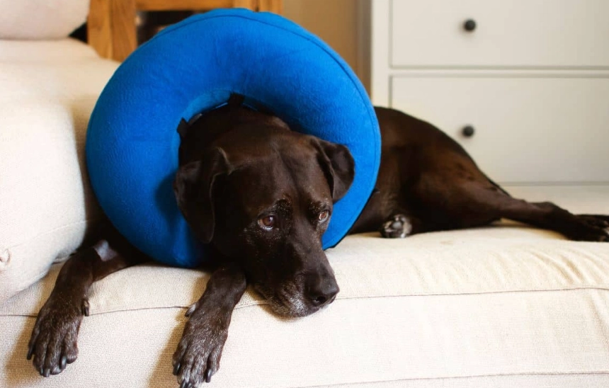 dog cone alternative dog cone alternative