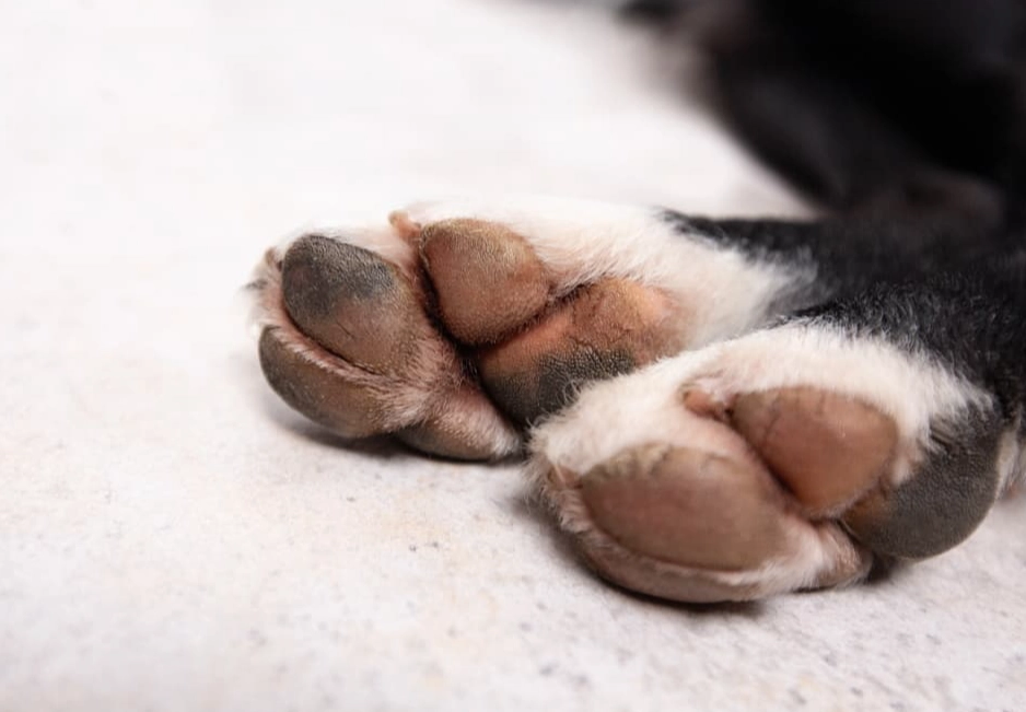 cracked paw pads cracked paw pads