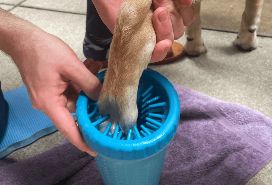 How to Clean Dog Paws Naturally: A Safe & Simple Guide