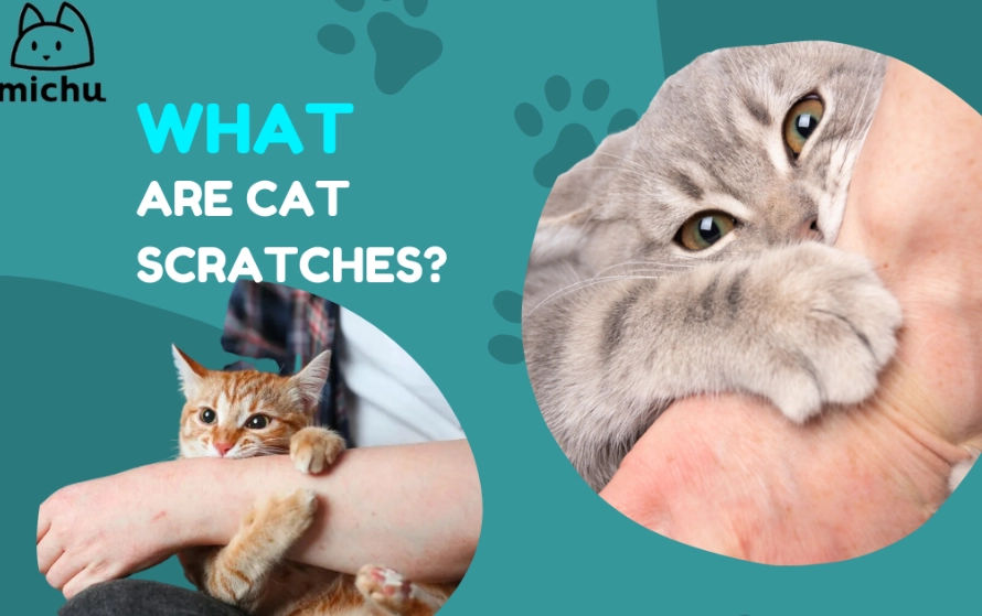 cat scratch care