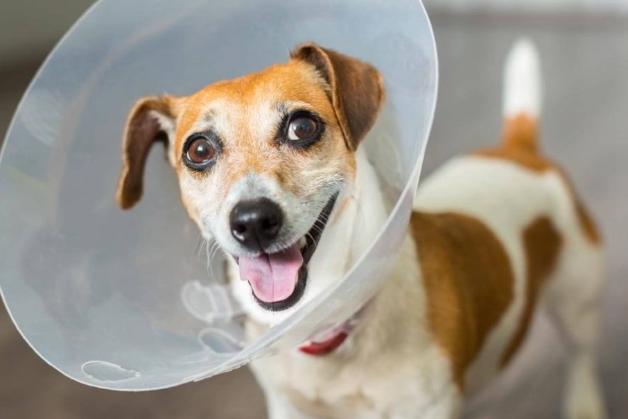 dog cone alternative dog cone alternative