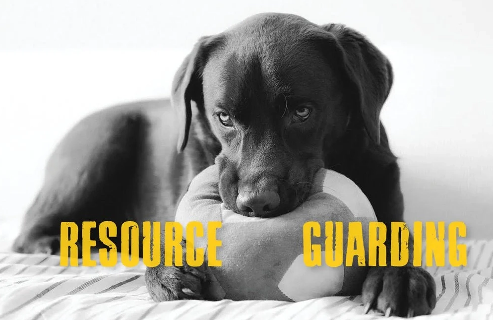 how to stop dog food guarding how to stop dog food guarding