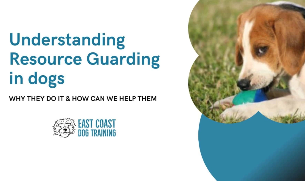 How to Stop Dog Resource Guarding: A Safe, Step-by-Step Training Guide