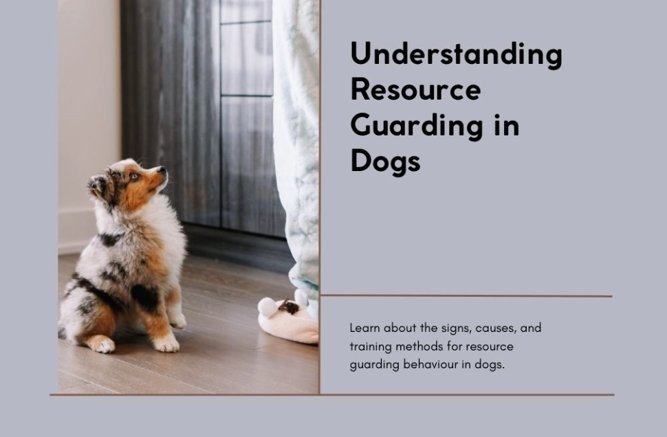 how to stop resource guarding in dogs how to stop resource guarding in dogs
