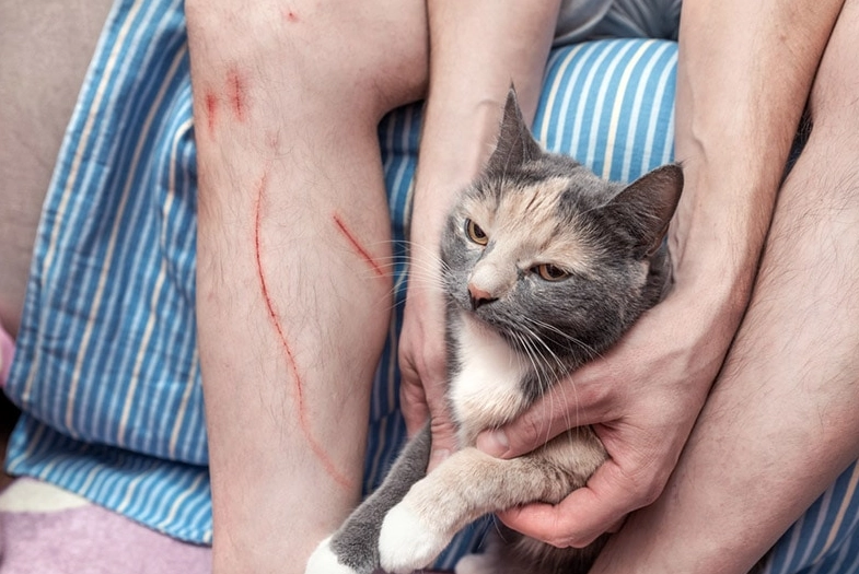 cat scratch infection cat scratch infection