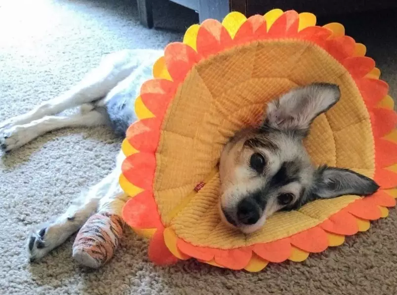 homemade dog cone homemade dog cone