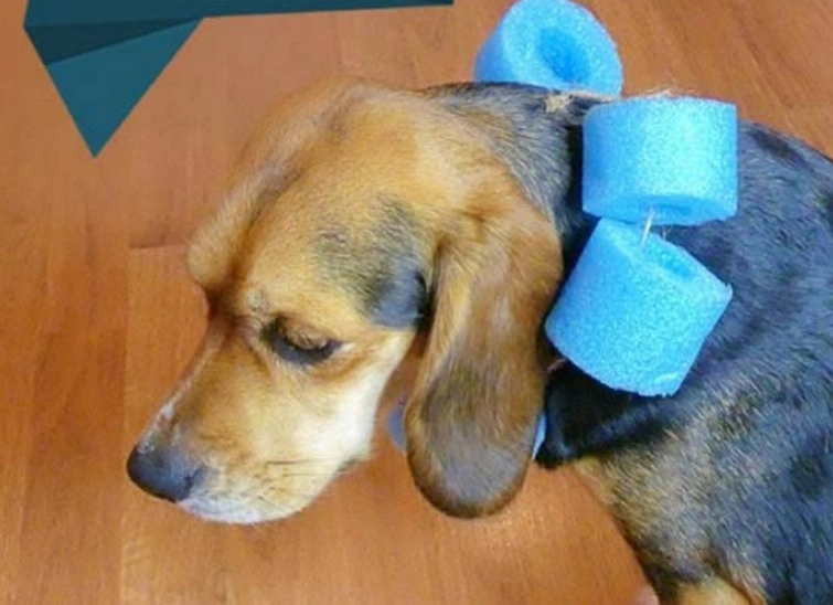how to make a dog recovery collar how to make a dog recovery collar
