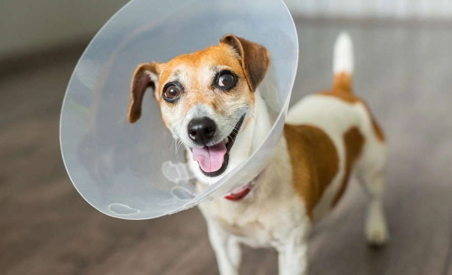 homemade dog cone homemade dog cone