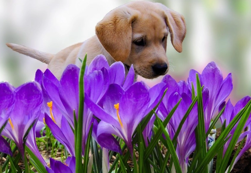 dog safe indoor plants dog safe indoor plants