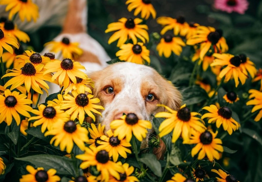 non toxic houseplants for dogs non toxic houseplants for dogs