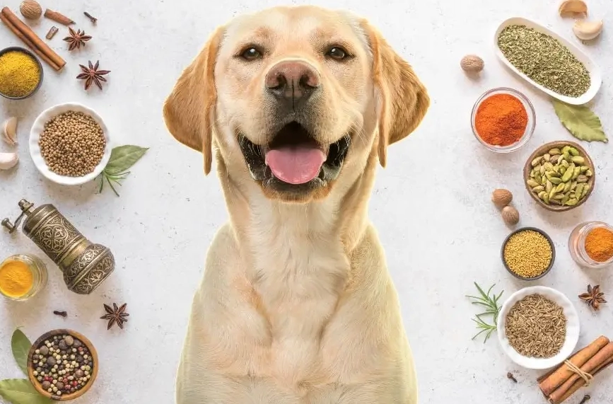 herbs for dogs