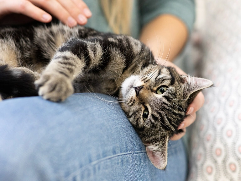 why do cats knead why do cats knead