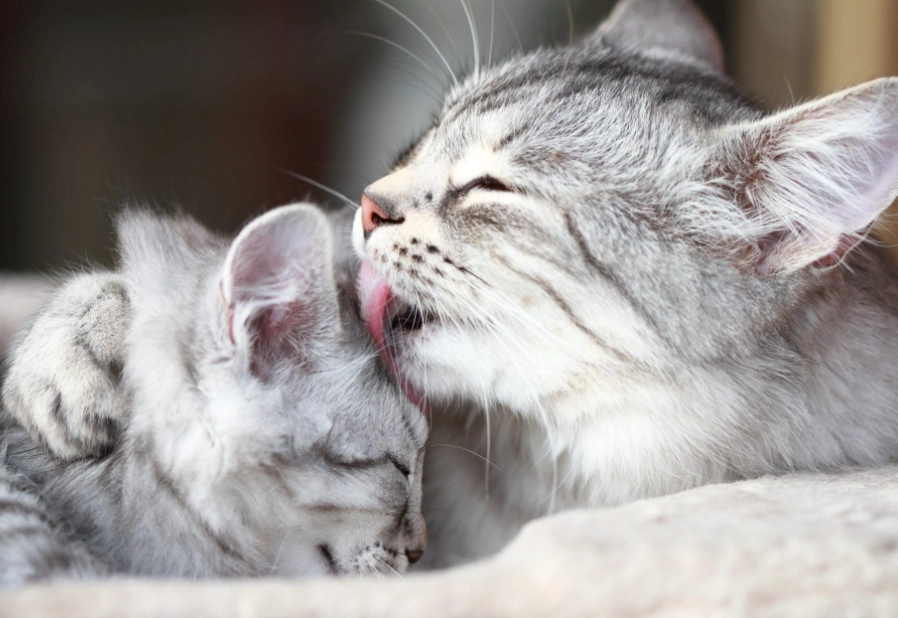 why do cats knead why do cats knead
