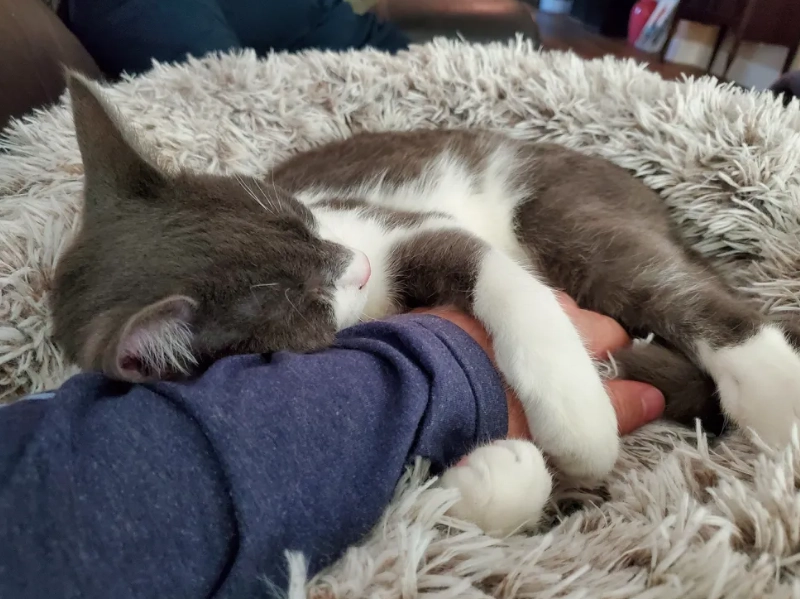 is cat kneading bad is cat kneading bad