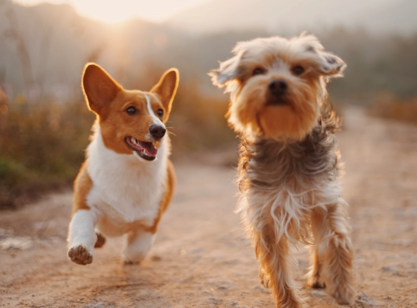 dog has diarrhea dog has diarrhea