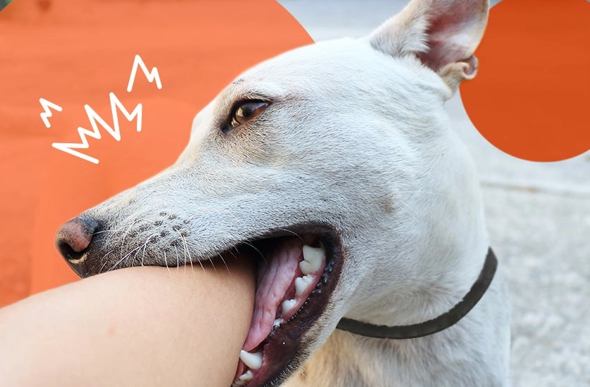 dog has diarrhea dog has diarrhea