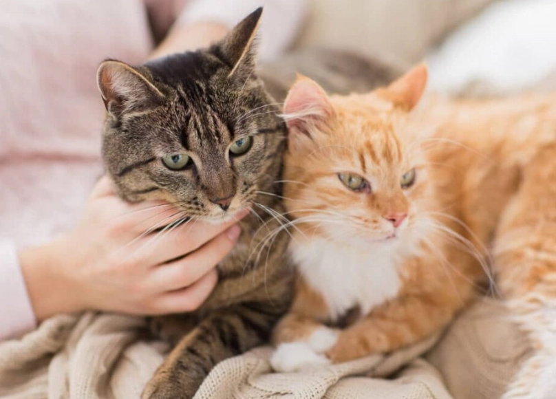 cat kneading cat kneading